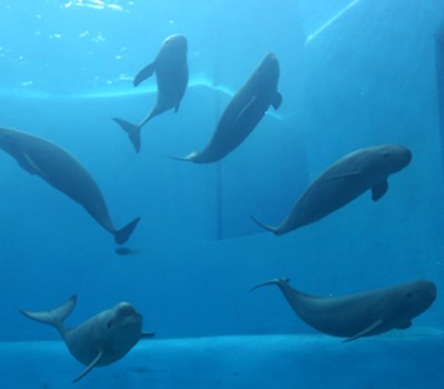 Schweinswal im Delfinarium: Hoffnung dank Smartphone-App?