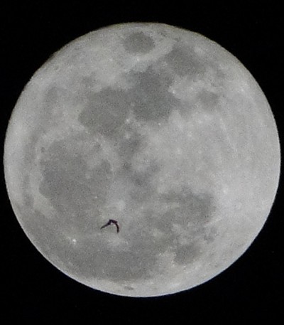 Die Särge der anderen