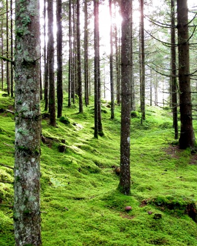Satelliten und Datenpunkte: Dem Wald beim Wachsen zusehen