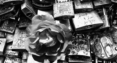 Kolumne: Rosen und der Duft des Anthropozäns