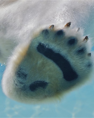 „Weg von den Eisbären“