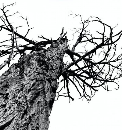 Hundstage im nordfriesischen Wald – ein Widerspruch? 